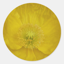poppy,sunny yellow round sticker