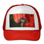 Poppy Trucker Hats