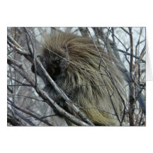 Porc-épic Cartes De Vœux