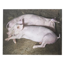 Porcs de repos bloc mémo