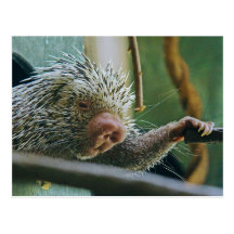 Porcupine 2 Postcard