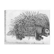 Porcupine, from 'Historia Animalium' Postcards