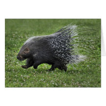 Porcupine Gallop Card