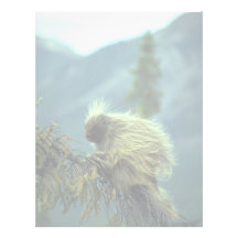 Porcupine in a spruce tree, NWT, Canada Letterhead