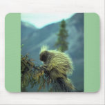 Porcupine in a spruce tree, NWT, Canada Mouse Pad