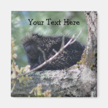 Porcupine In Tree Animal Nature Photo Magnet