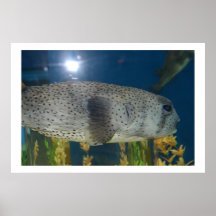Porcupine Puffer Print