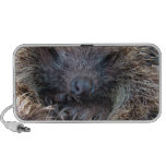 Porcupine Speakers