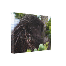 porcupine stretched canvas print