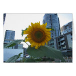 Portland Sunflower card