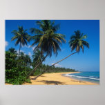 Porto Rico, Isla Verde, palmiers Posters