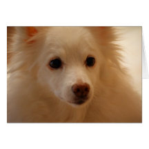Portrait américain de chien esquimau carte