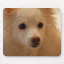 Portrait américain de chien esquimau tapis de souris