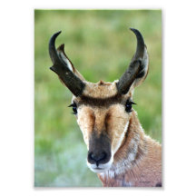 Portrait d'antilope de Pronghorn Photographes