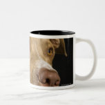 Portrait de pitbull rouge de nez avec le noir mug à café