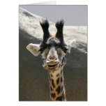 Portrait of a Baby Giraffe