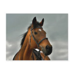Portrait of a bay thoroughbred postcard