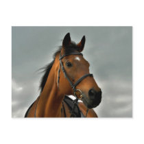 Portrait of a bay thoroughbred postcard