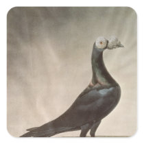 Portrait of a Carrier Pigeon Square Sticker