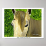 "Portrait of a Curious Horse" Poster by M Williams posters