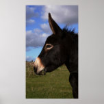 Portrait of a Donkey Posters