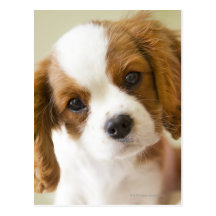 Portrait of a King Charles Spaniel puppy. Postcards