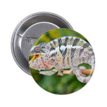 portrait of a male panther chameleon button