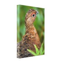 Portrait of a Ptarmigan Gallery Wrapped Canvas