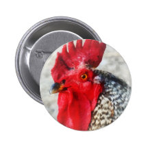 Portrait of a Rooster Buttons