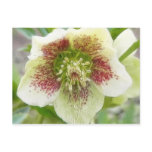 Portrait Of A Spring Hellebore Flower postcards