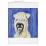 Portrait of a Wheaten Terrier Greeting Cards