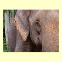 Portrait of an elephant postcards