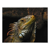 Portrait of an Iguana Art Photo