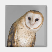 Portrait of barn owl (Tyto alba). Refrigerator Magnet