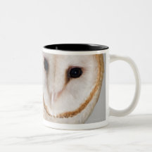 Portrait of barn owl (Tyto alba). Mug