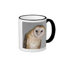 Portrait of barn owl (Tyto alba). Mugs