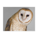 Portrait of barn owl (Tyto alba). Postcards