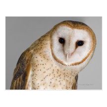 Portrait of barn owl (Tyto alba). Postcards