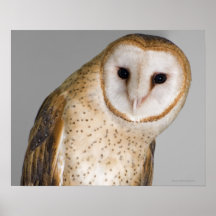 Portrait of barn owl (Tyto alba). Print