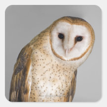 Portrait of barn owl (Tyto alba). Stickers