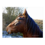 Portrait of brown horse on cold day staring into postcards