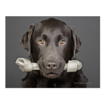 Portrait of chocolate labrador post card