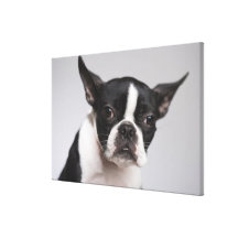Portrait of dog gallery wrap canvas