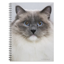 Portrait of Ragdoll cat Spiral Note Books