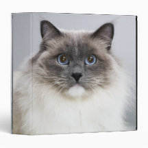 Portrait of Ragdoll cat Vinyl Binders
