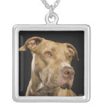 Portrait of red nose pitbull with black necklaces