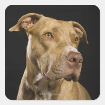 Portrait of red nose pitbull with black square stickers