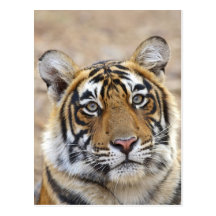 Portrait of Royal Bengal Tiger, Ranthambhor Postcard