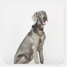 Portrait of Weimaraner dog Square Sticker