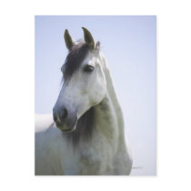 portrait of white horse postcard